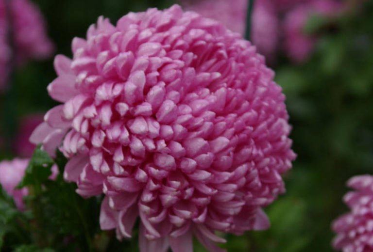 Chrysanthemum Ball LargeFlowered Varieties Best Landscape Ideas