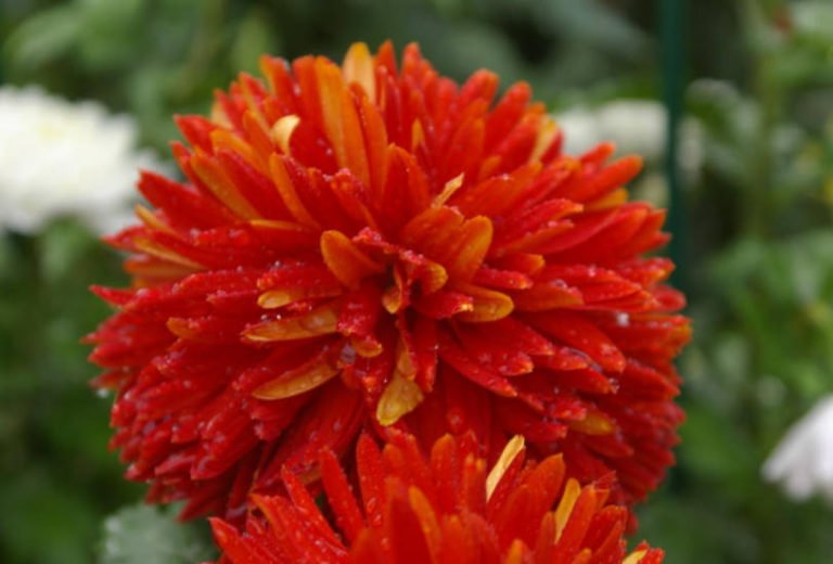 Chrysanthemum Ball LargeFlowered Varieties Best Landscape Ideas
