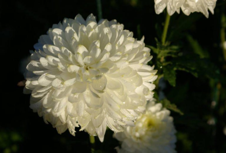 Chrysanthemum Ball LargeFlowered Varieties Best Landscape Ideas
