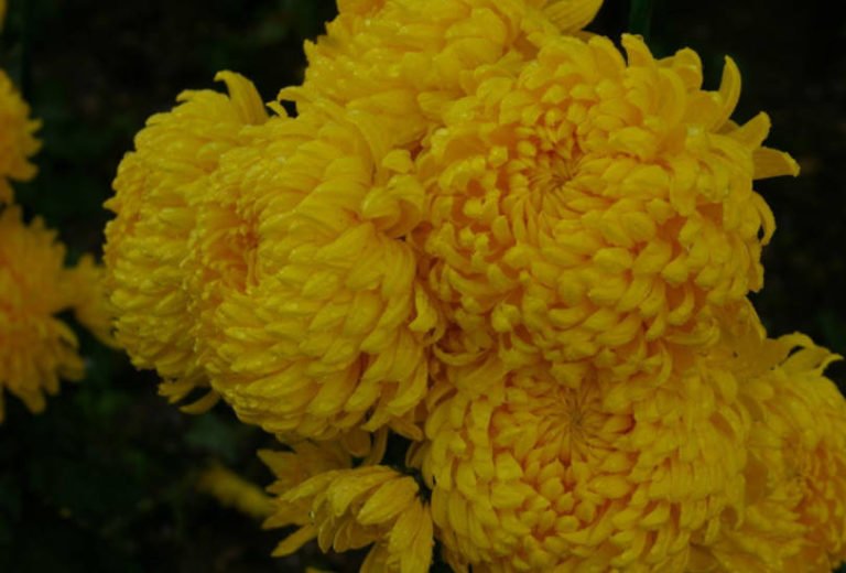 Chrysanthemum Ball LargeFlowered Varieties Best Landscape Ideas
