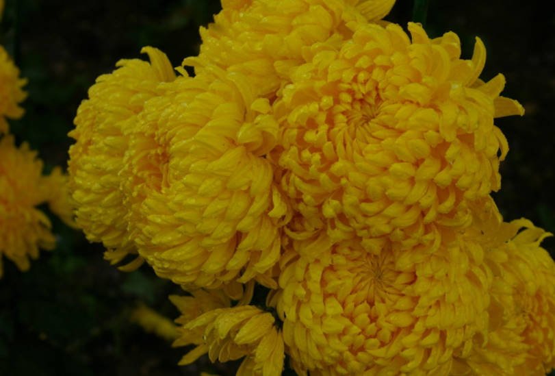 Chrysanthemum Ball Large-Flowered Varieties