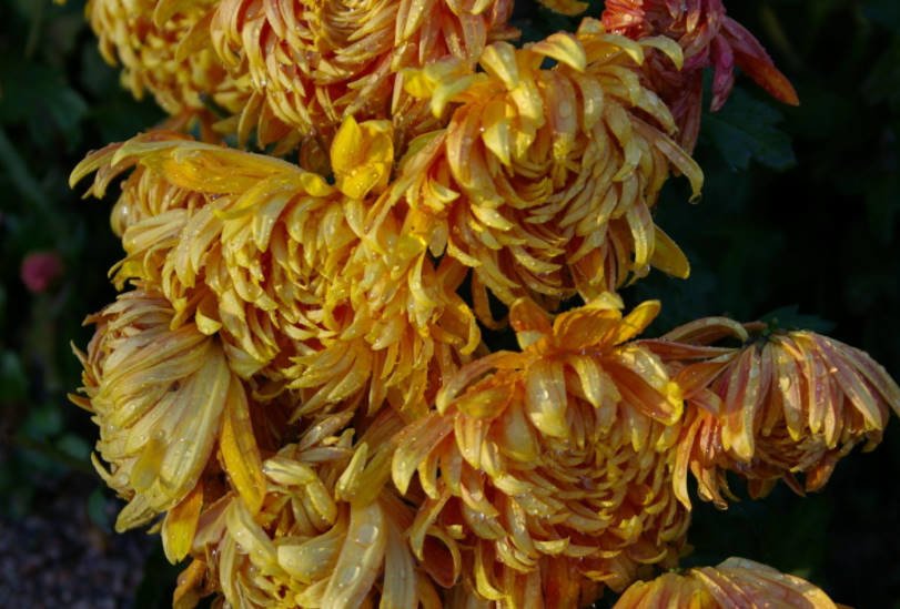 Chrysanthemum Ball Large-Flowered Varieties