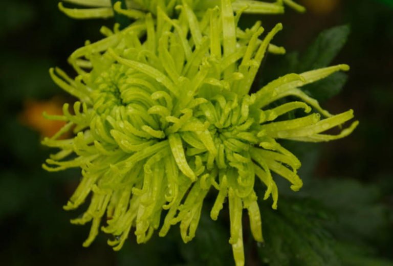 Chrysanthemum Ball LargeFlowered Varieties Best Landscape Ideas