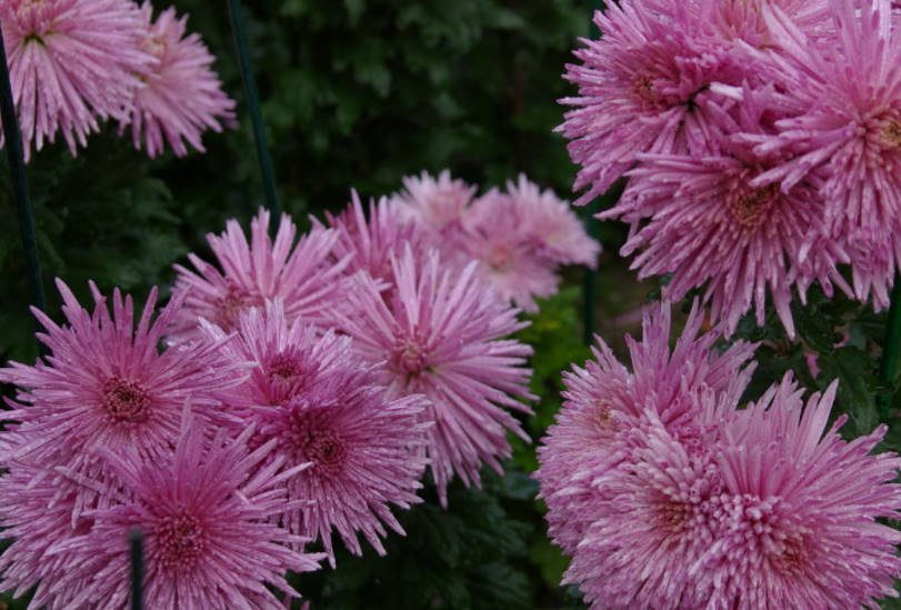 Chrysanthemum Ball Large-Flowered Varieties - Best Landscaping Ideas