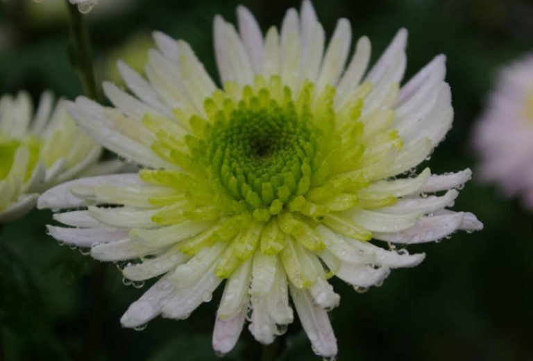 Chrysanthemum Ball LargeFlowered Varieties Best Landscape Ideas