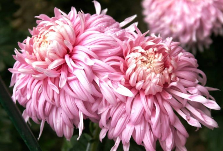 Chrysanthemum Ball LargeFlowered Varieties Best Landscape Ideas
