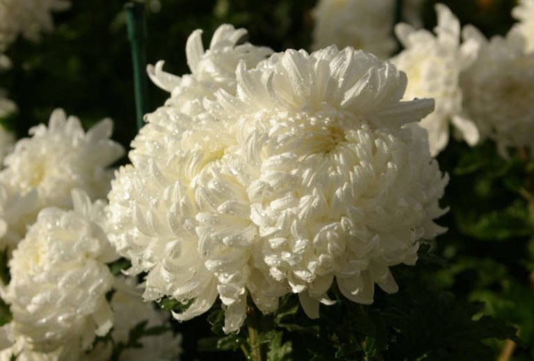 Chrysanthemum Ball LargeFlowered Varieties Best Landscape Ideas