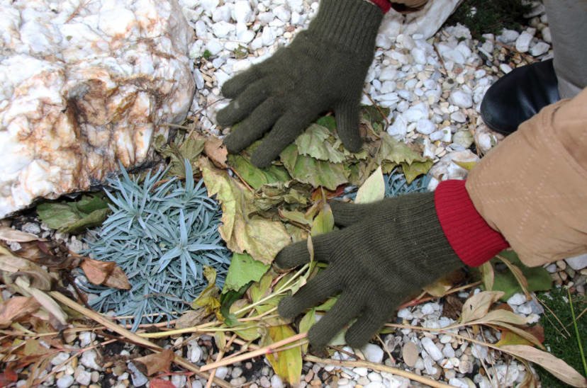 Common Mistakes in Preparing the Garden for Winter. Covering the Plants.