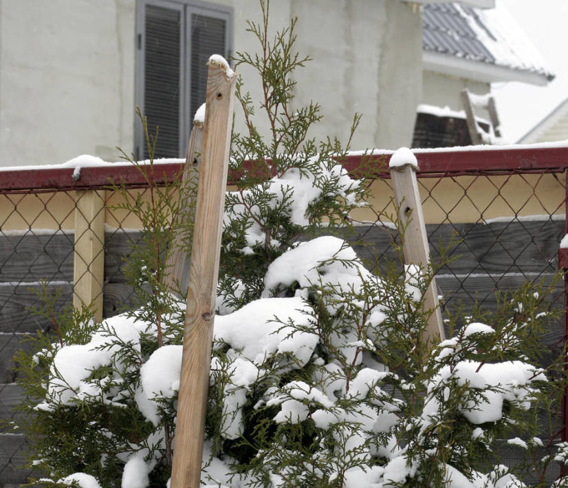Common Mistakes in Preparing the Garden for Winter. Covering the Plants.