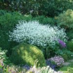 Divide and Plant Non-Botanical Classification of Herbaceous Perennials (part 1)