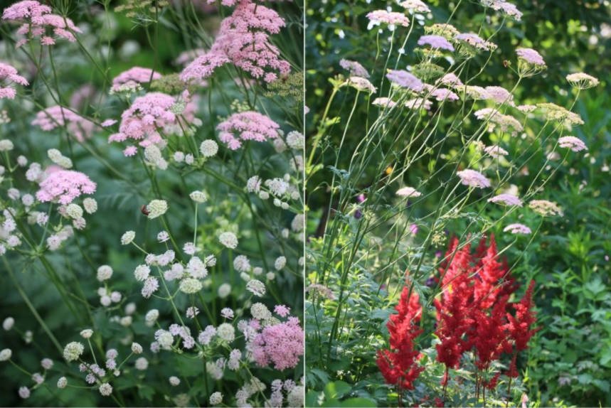 Divide and Plant Non-Botanical Classification of Herbaceous Perennials (part 1)