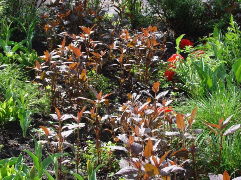 Divide and Plant Non-Botanical Classification of Herbaceous Perennials (part 2)