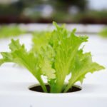 Hydroponics, Low-Volume Culture, Drip Irrigation and Other Advanced Technologies in Crop Production