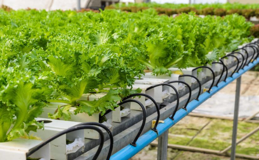 Hydroponics, Low-Volume Culture, Drip Irrigation and Other Advanced Technologies in Crop Production