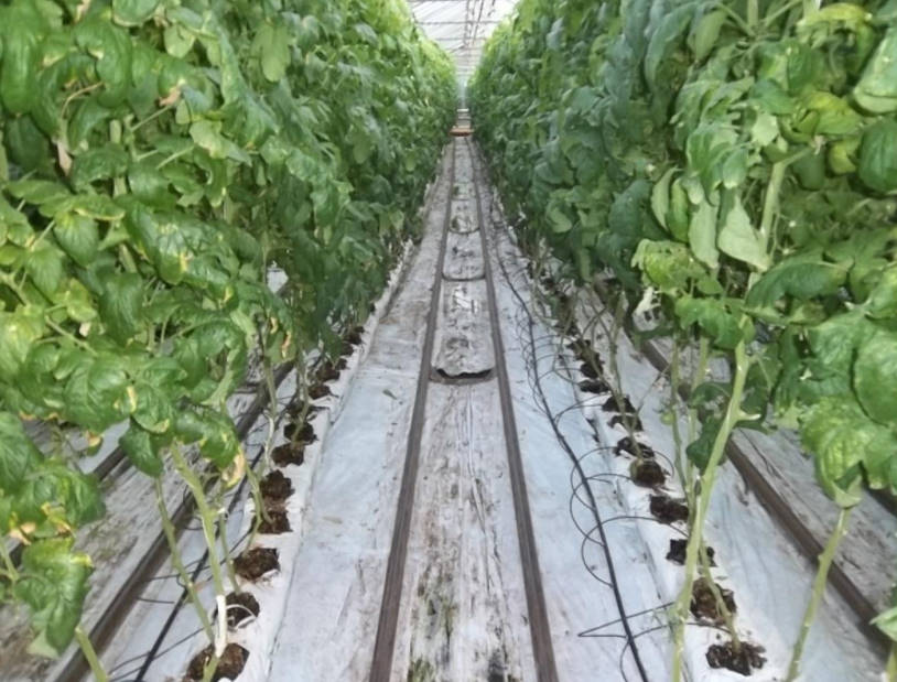 Hydroponics, Low-Volume Culture, Drip Irrigation and Other Advanced Technologies in Crop Production