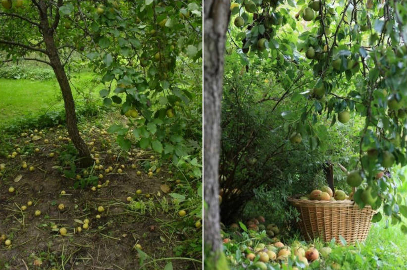 Non-Standard Approach to Pears: Experience of Growing Pears on Rootstocks