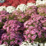 Some Secrets of Growing Chrysanthemums