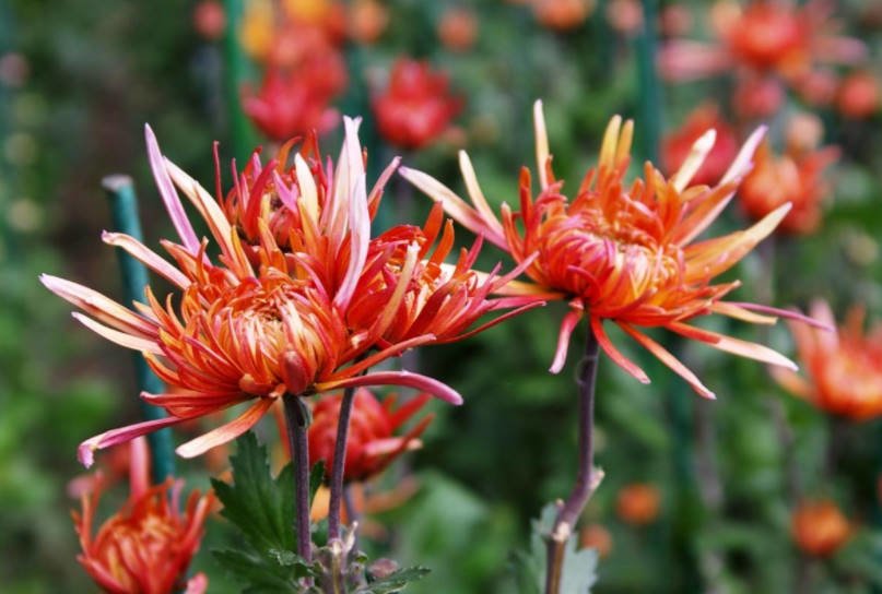 Some Secrets of Growing Chrysanthemums
