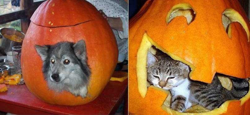 The Pumpkin is Transformed...