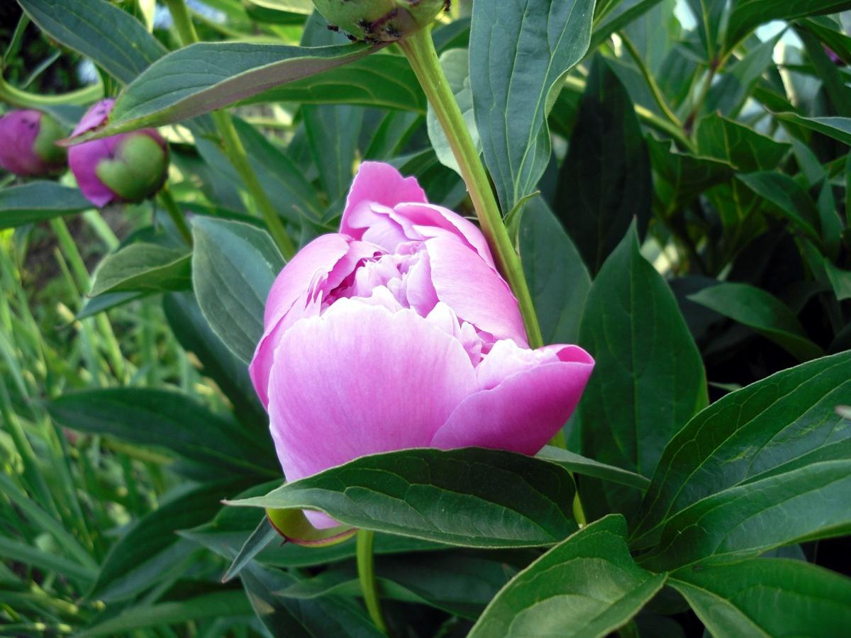 The First Peonies