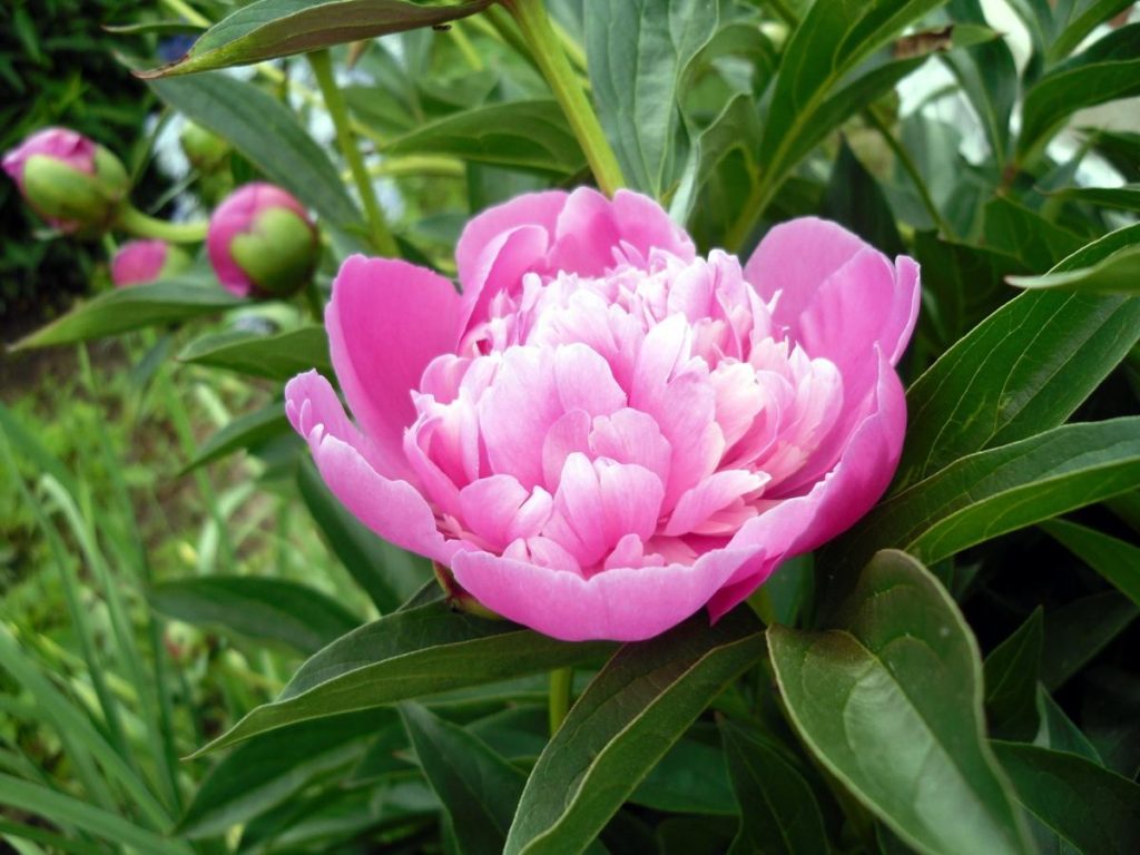The First Peonies