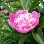 The First Peonies