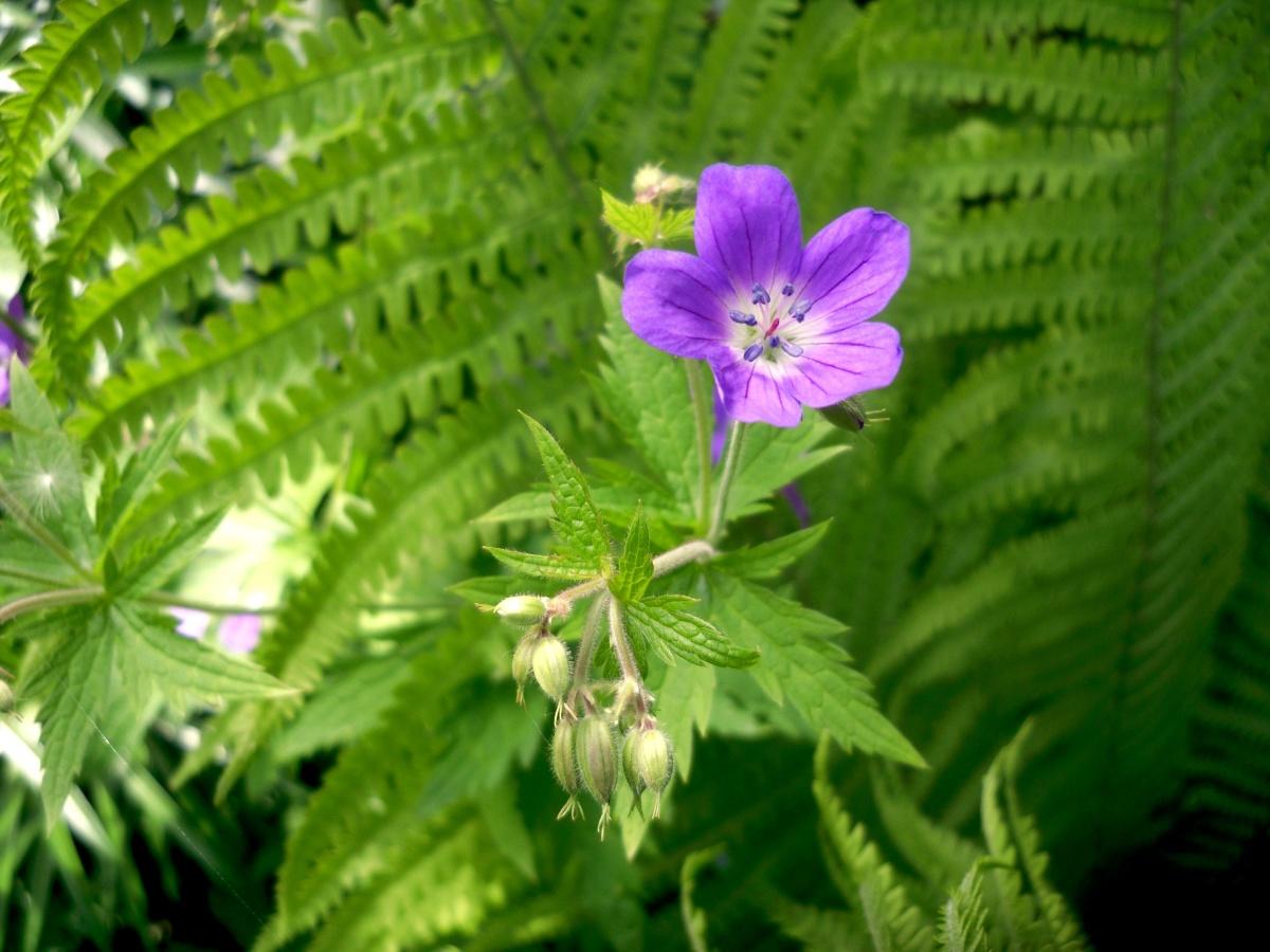 Forest and Field Plants in the Garden: Geranium