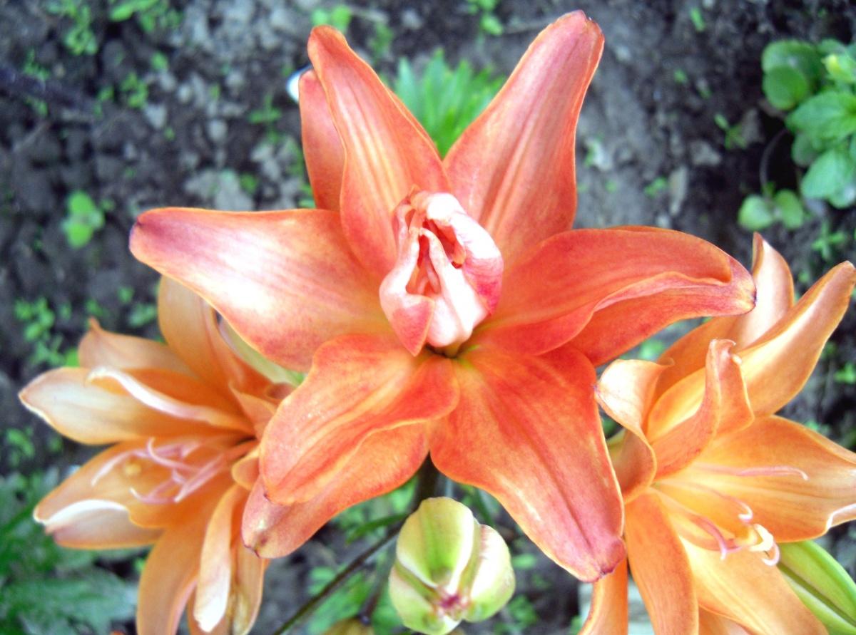 Lilies Bloom