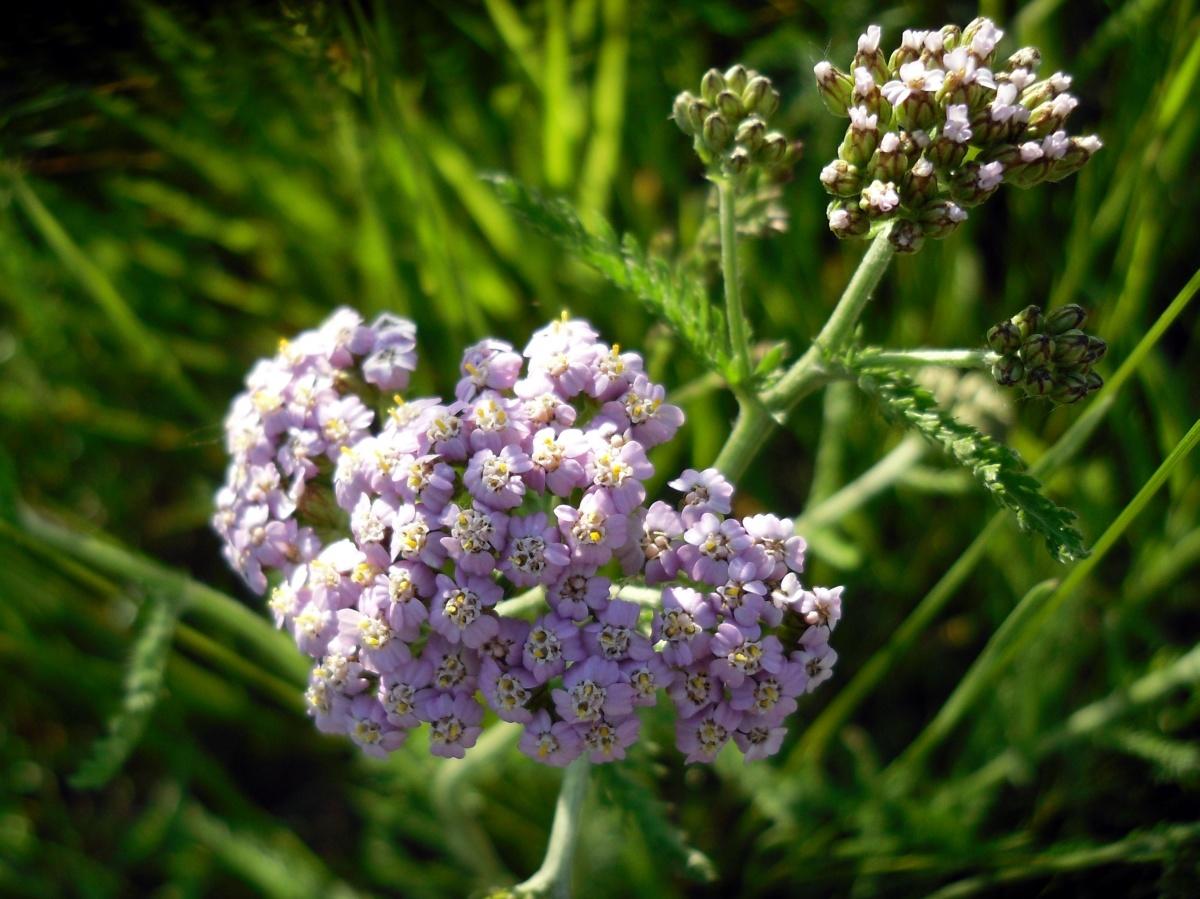 Forest and Field Plants in the Garden: Achillea