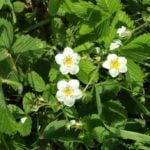 The White Strawberry Season is Open