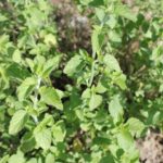 Useful Properties of Origanumm Vulgare