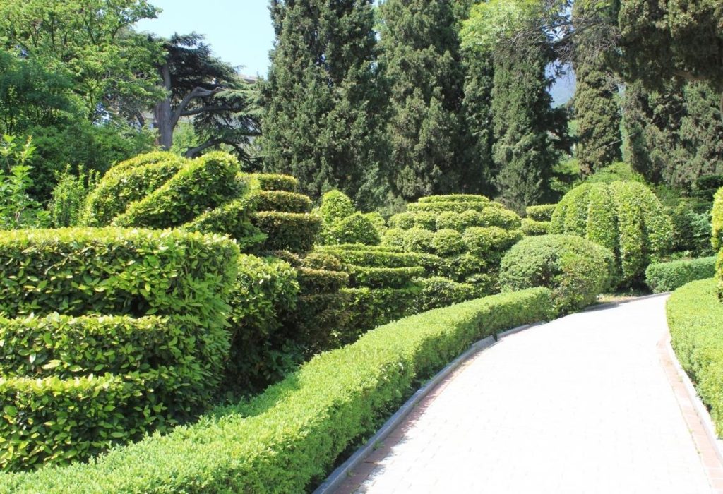 Almost Like in England-Cutting Evergreen Hedges