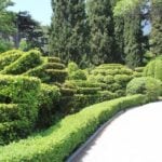 Almost Like in England-Cutting Evergreen Hedges