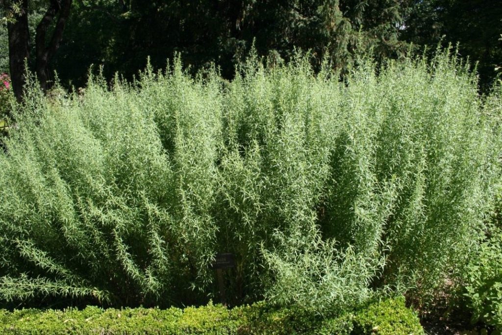 Prepare Tarragon for Pickling Cucumbers