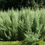 Prepare Tarragon for Pickling Cucumbers