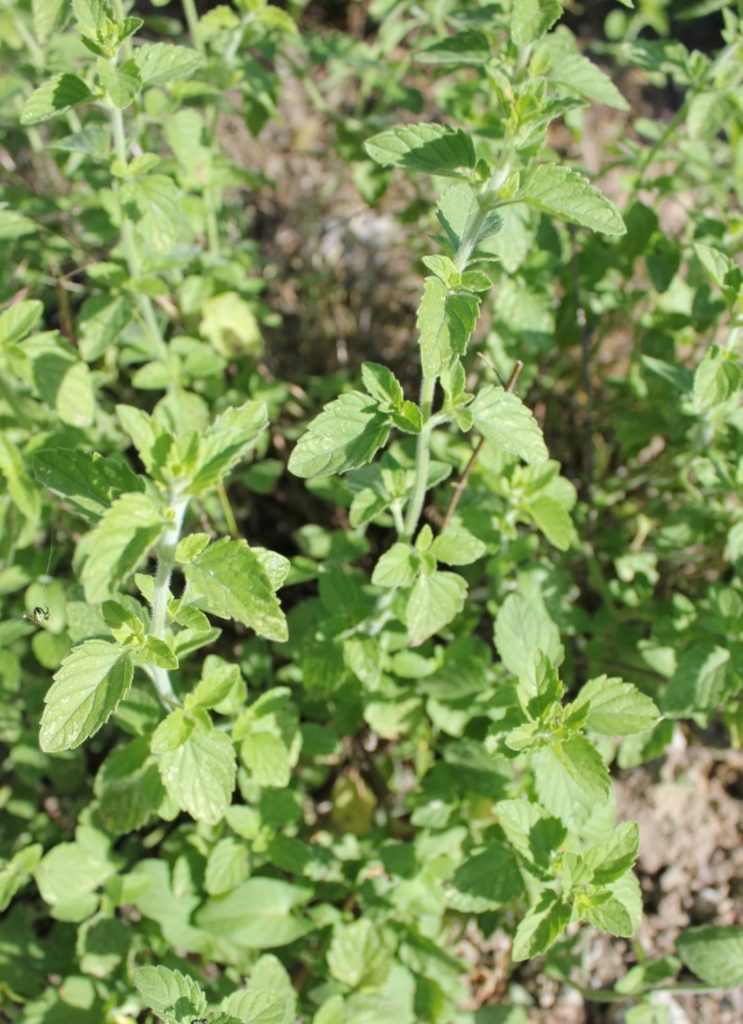 Useful Properties of Origanumm Vulgare