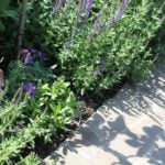When Sage Grows in the Garden