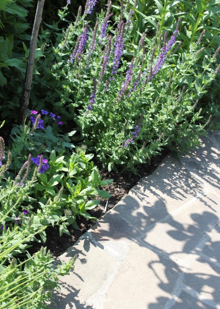 When Sage Grows in the Garden