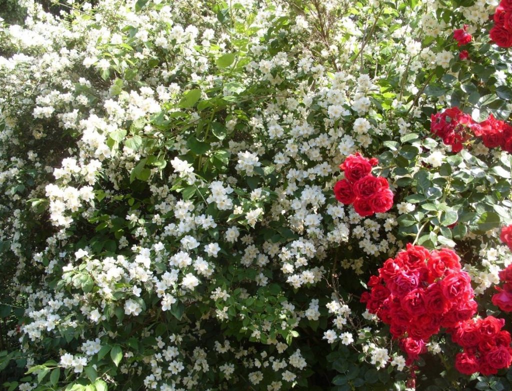 It’s Time Jasmine to Bloom