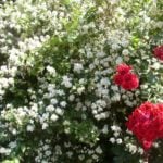 It’s Time Jasmine to Bloom