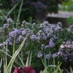 Thymes and Savory