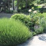 The Unique Charm of Lavender, Rosemary and Many Others