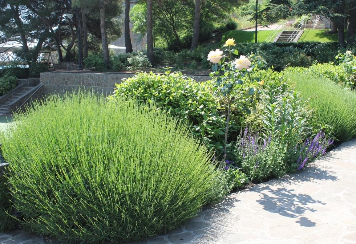 Lavender Rosemary Garden