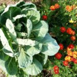 10 Tips for Ecological Gardening