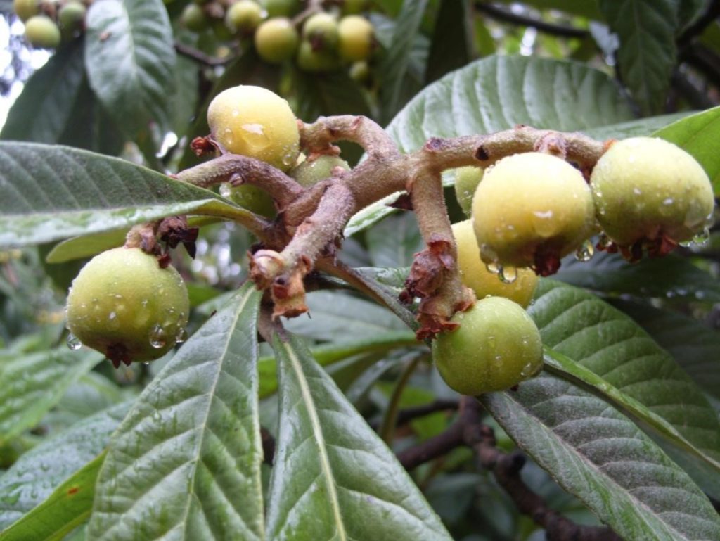Useful Fruit – Eriobotryaa Japonica