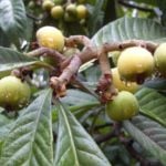 Useful Fruit – Eriobotryaa Japonica