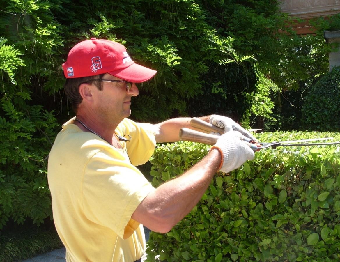 Almost Like in England-Cutting Evergreen Hedges