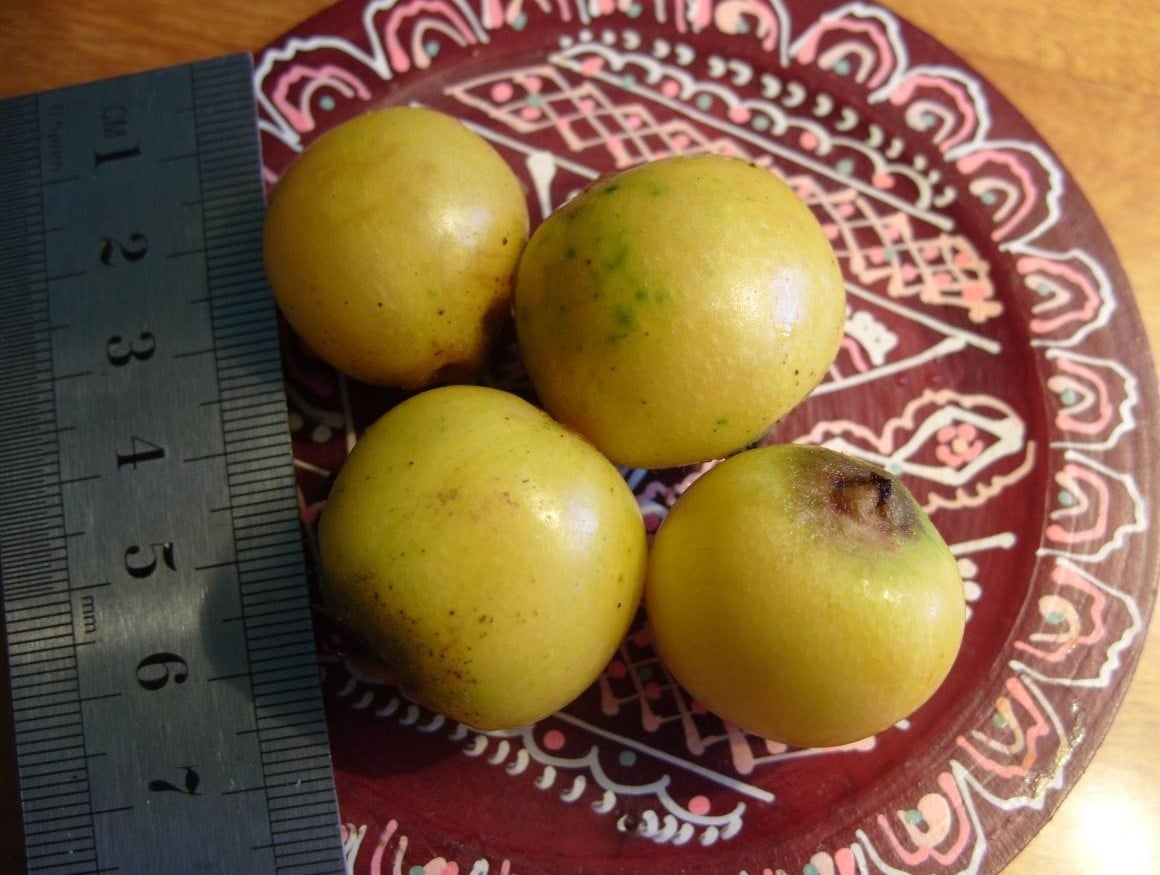 Useful Fruit - Eriobotryaa Japonica