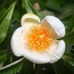 Franklinia Alatamaha Bloomed for the First Time in 200 Years