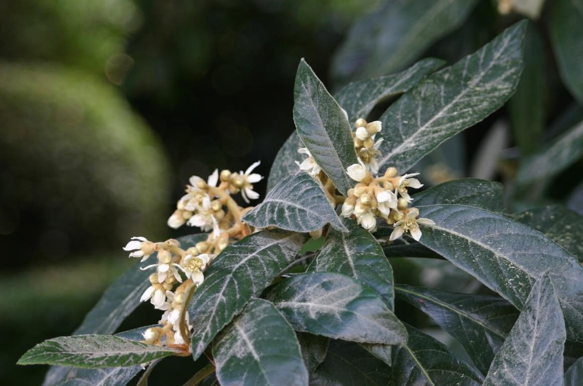 Useful Fruit - Eriobotryaa Japonica